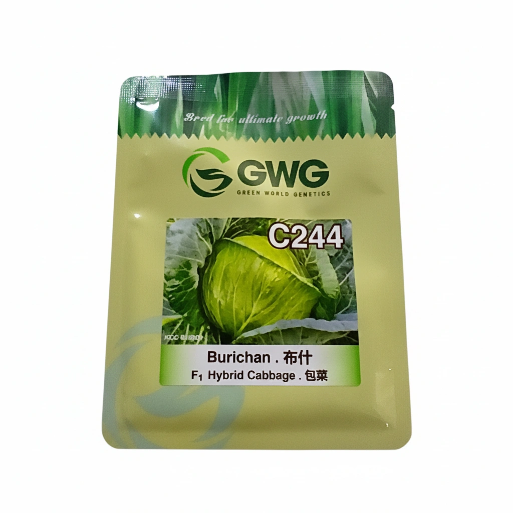 Kool GWG Burichan C244